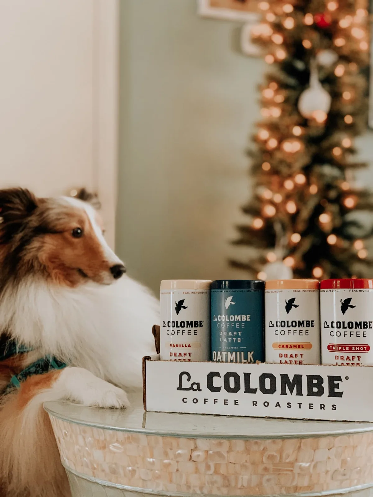 Sheltie in a plaid collar resting beside a La Colombe holiday flavor tray in front of a Christmas tree